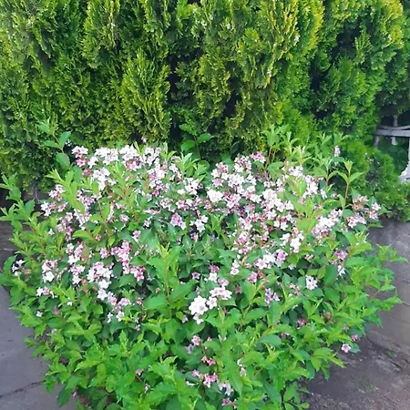 Nina Апартаменты *